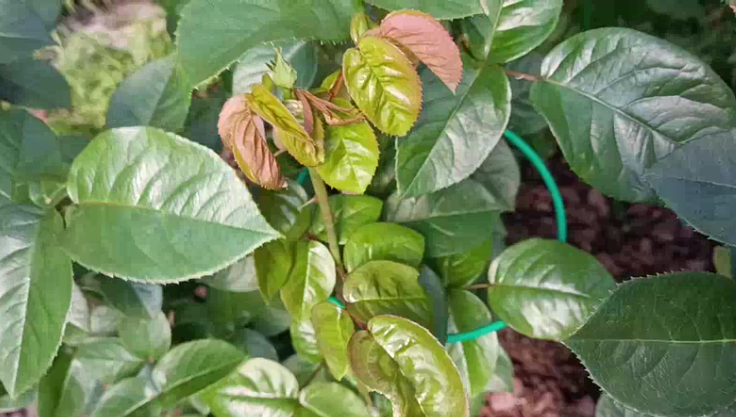 Роза испытывает дефицит кальция.