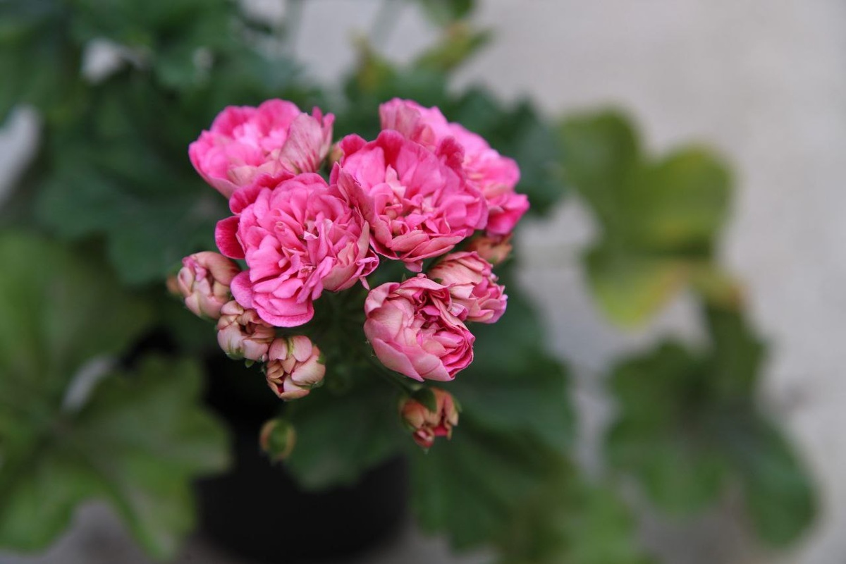 Пеларгония МальТа Сказочный Пион. Это первое его цветение, в прошлом году. 