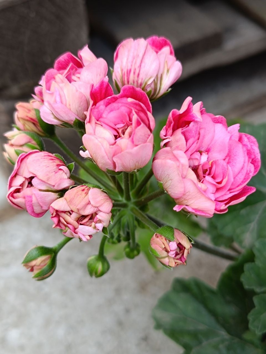 Пеларгония МальТа Сказочный Пион. Вот так выглядят бутоны! 