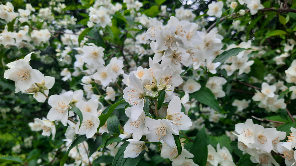 Фонтан — невидимка в Царском Селе 