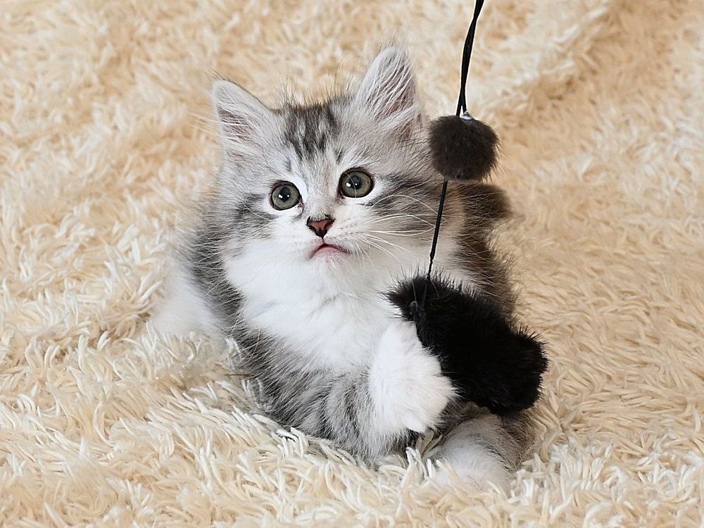 Салтан Сибирская Империя, черный серебристый мраморный с белым мальчик