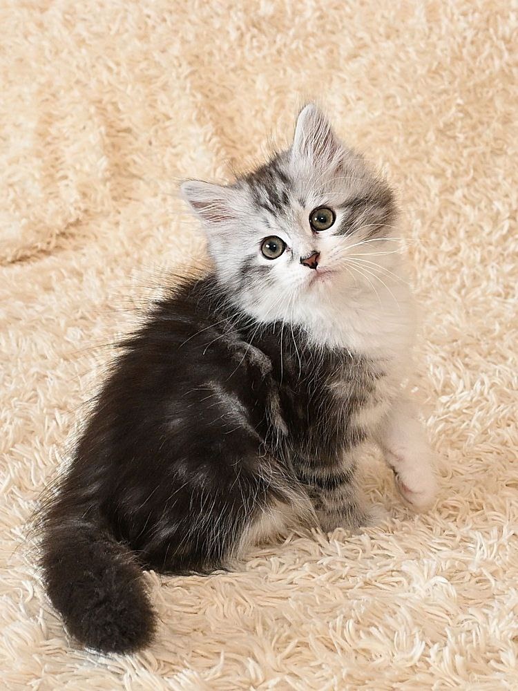 Салтан Сибирская Империя, черный серебристый мраморный с белым мальчик