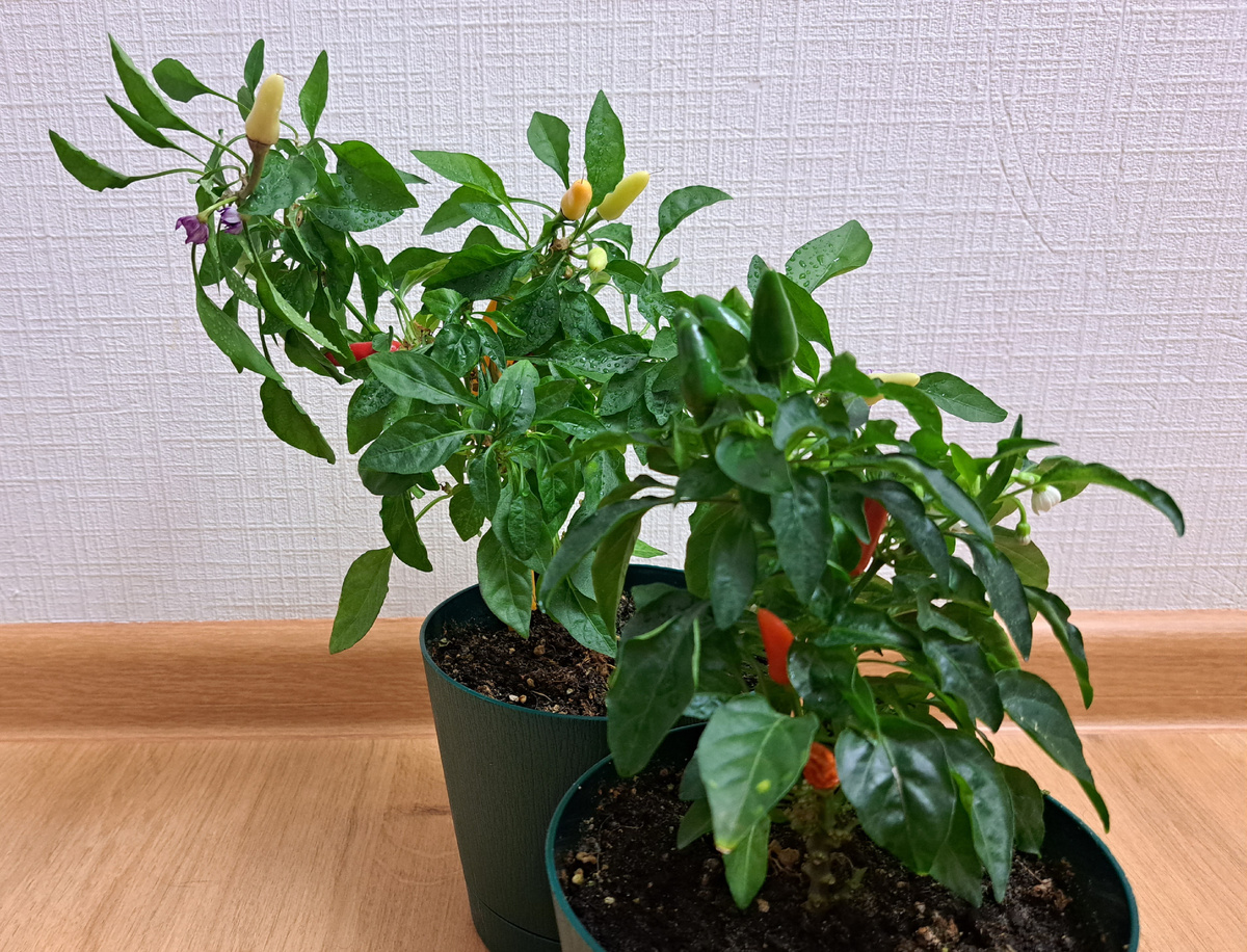 Острые карликовые перцы