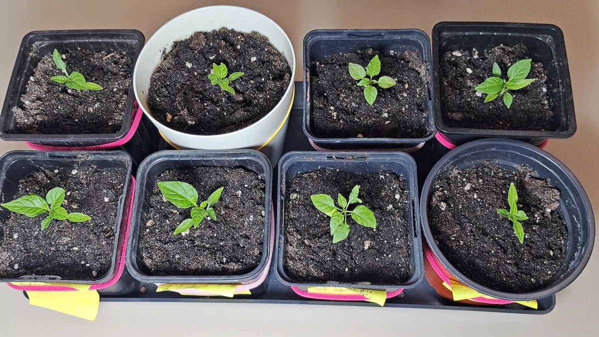 Выращивание острых перцев из семян