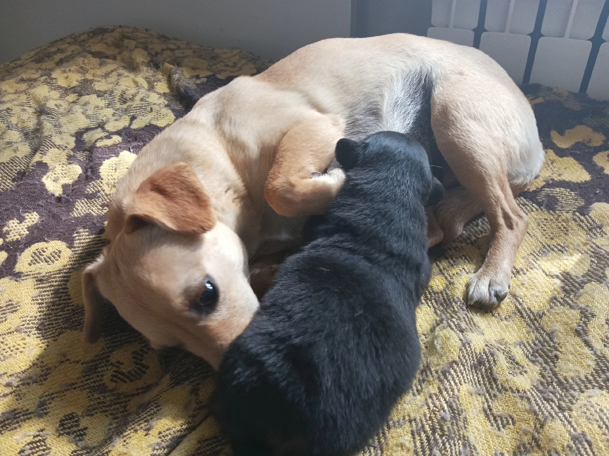 Сама размером с кошку, а охраняла малыша как зеницу ока.