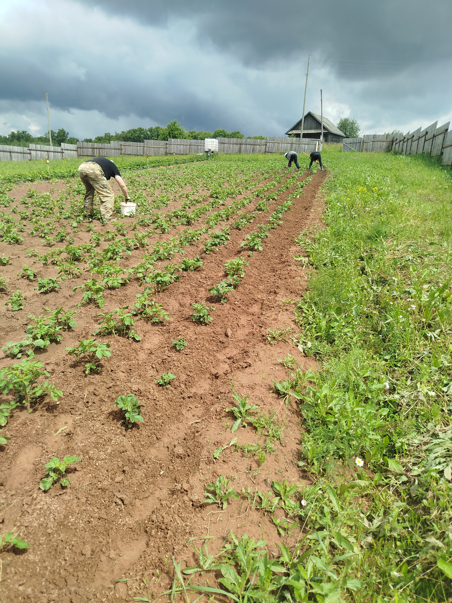 Надо же так картошку любить.