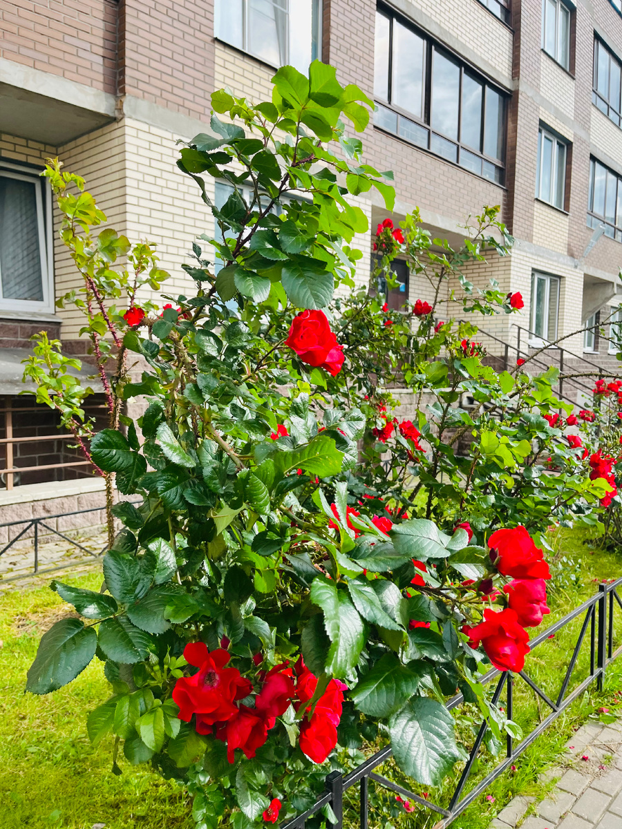 Вот такие цветочки растут в наших дворах❤️