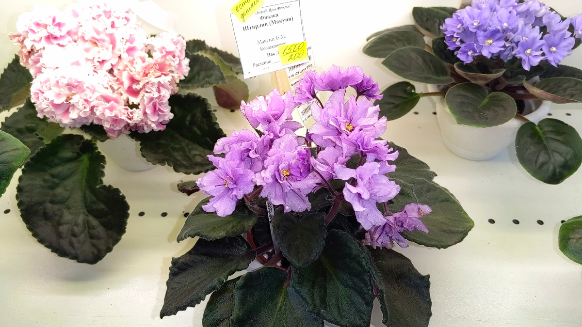 Фиалка сорта Штирлиц селекции Б. Макуни. Фото автора