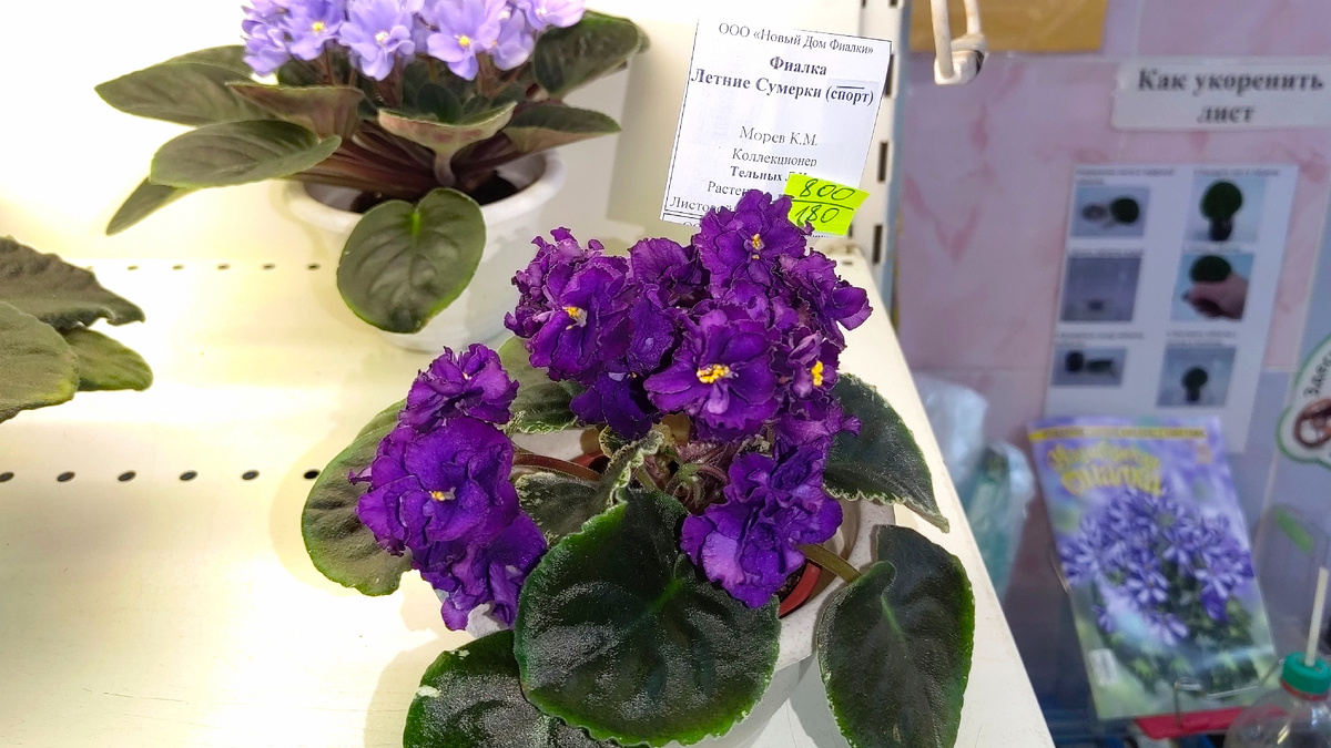 Спорт Летние Сумерки. Фото автора 