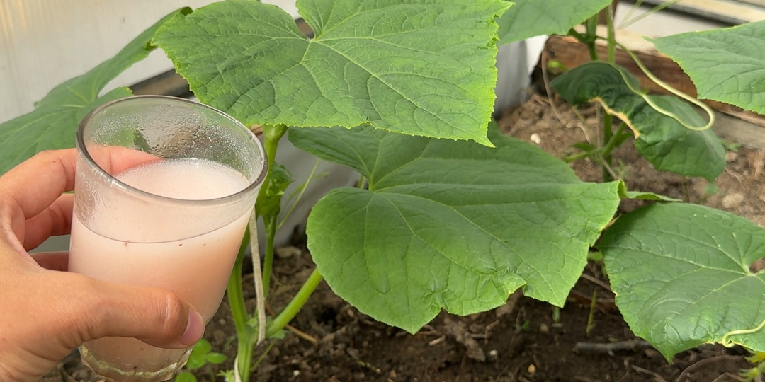 Вот что не любят огурцы в июле: 3 простые ошибки - и огурчики не завязываются, чахнут. Как увеличить урожай в 10 раз