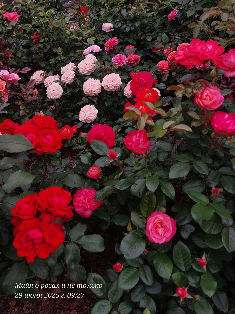 1. Сатчмо, Энджой справа и в центре Гарден оф Роуз 