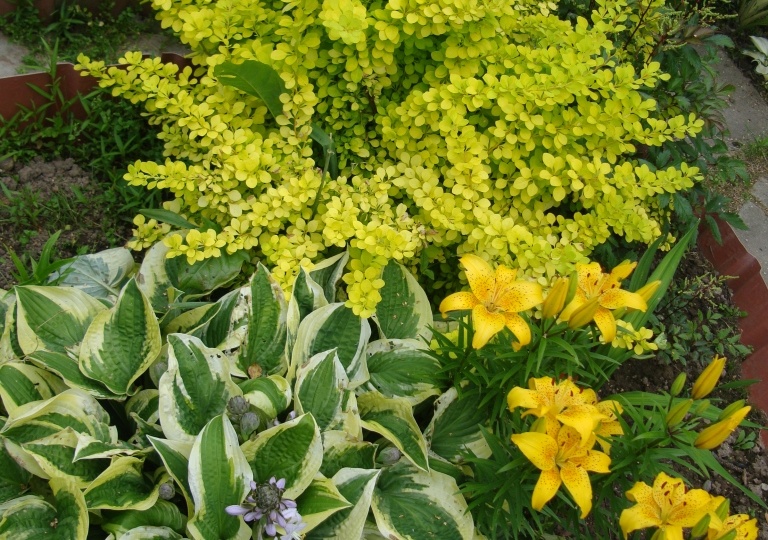 Сад для ленивых: подбор самых неприхотливых растений