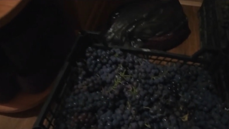Собранный виноград. Фото автора.