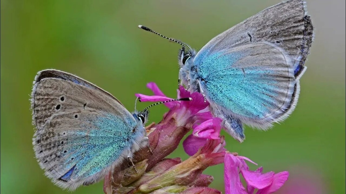 Изображение из интернета