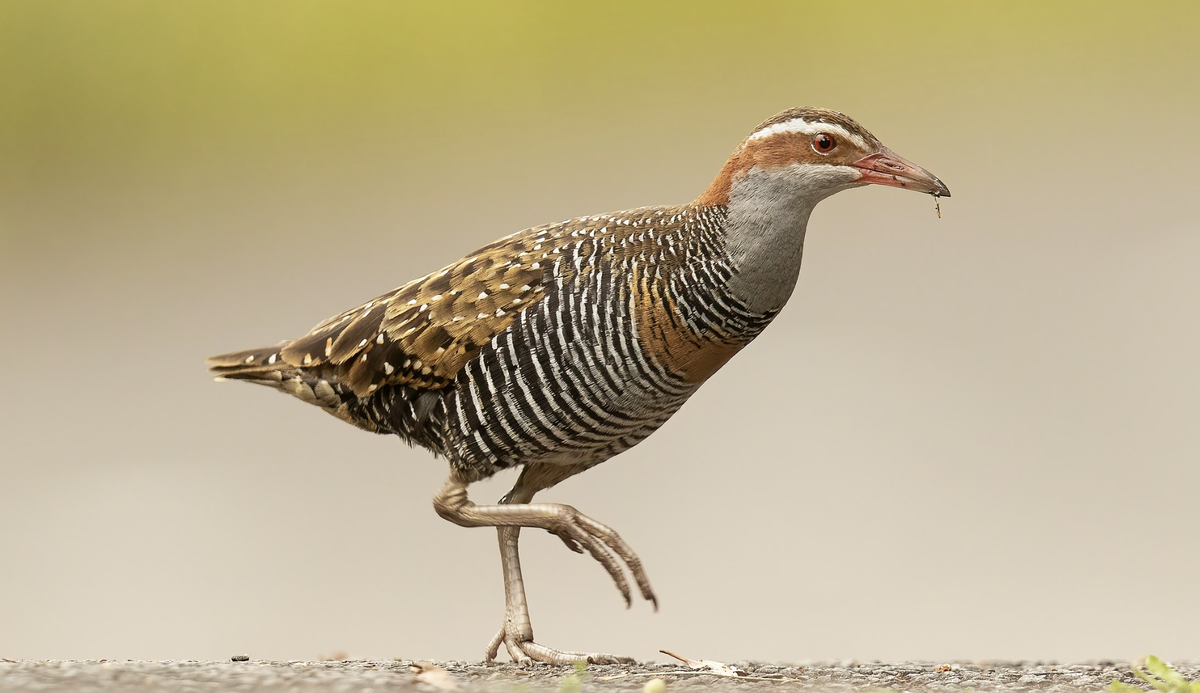 Hypotaenidia philippensis или Полосатый пастушок