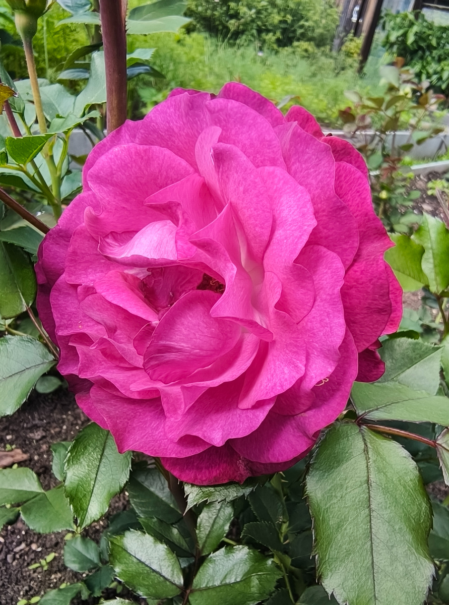 Блю Иден, огромный цветок