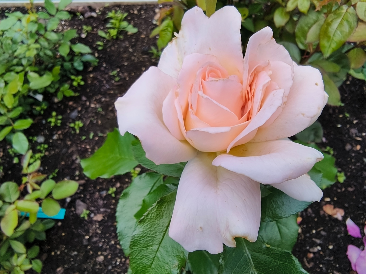 Чандос Бьюти