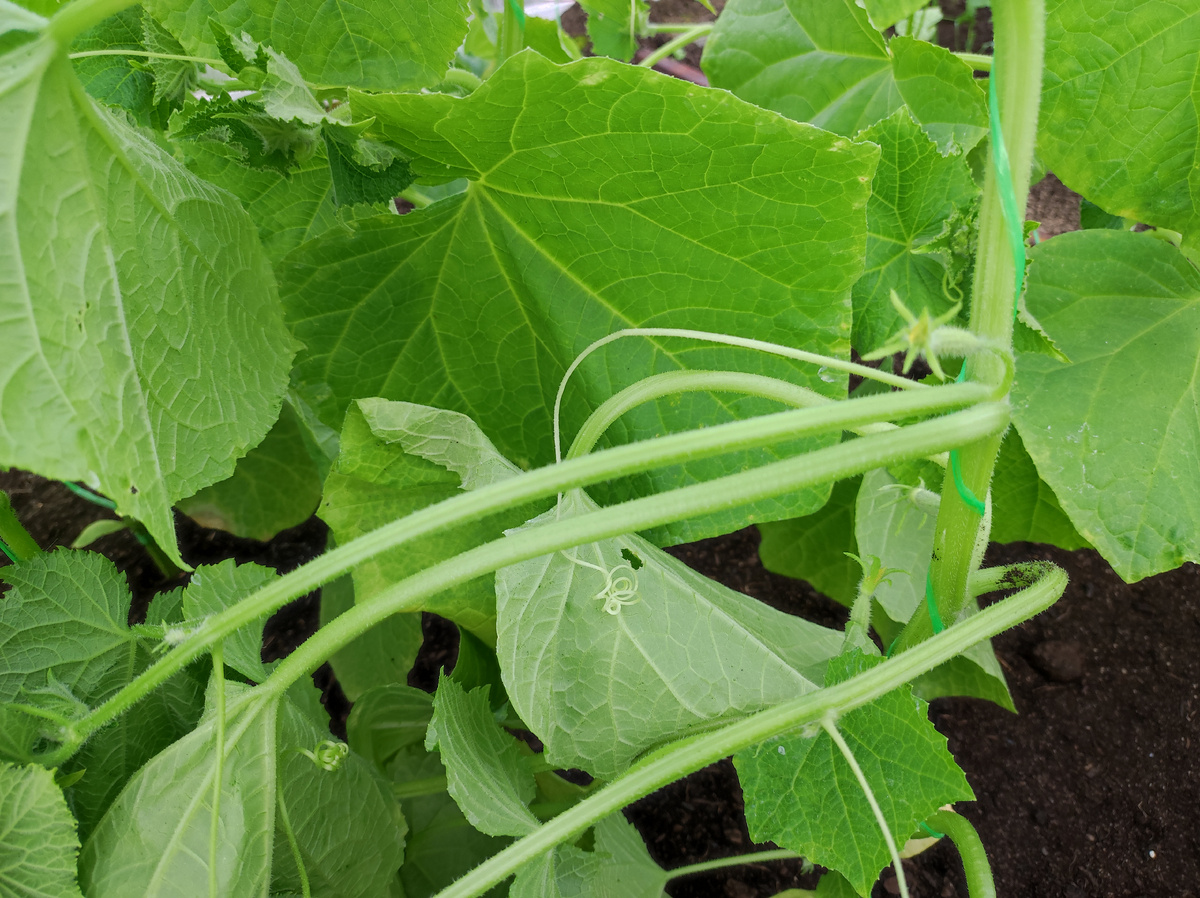 Фото автора, пасынки огурца Кураж F1 в теплице, июнь 2025 года