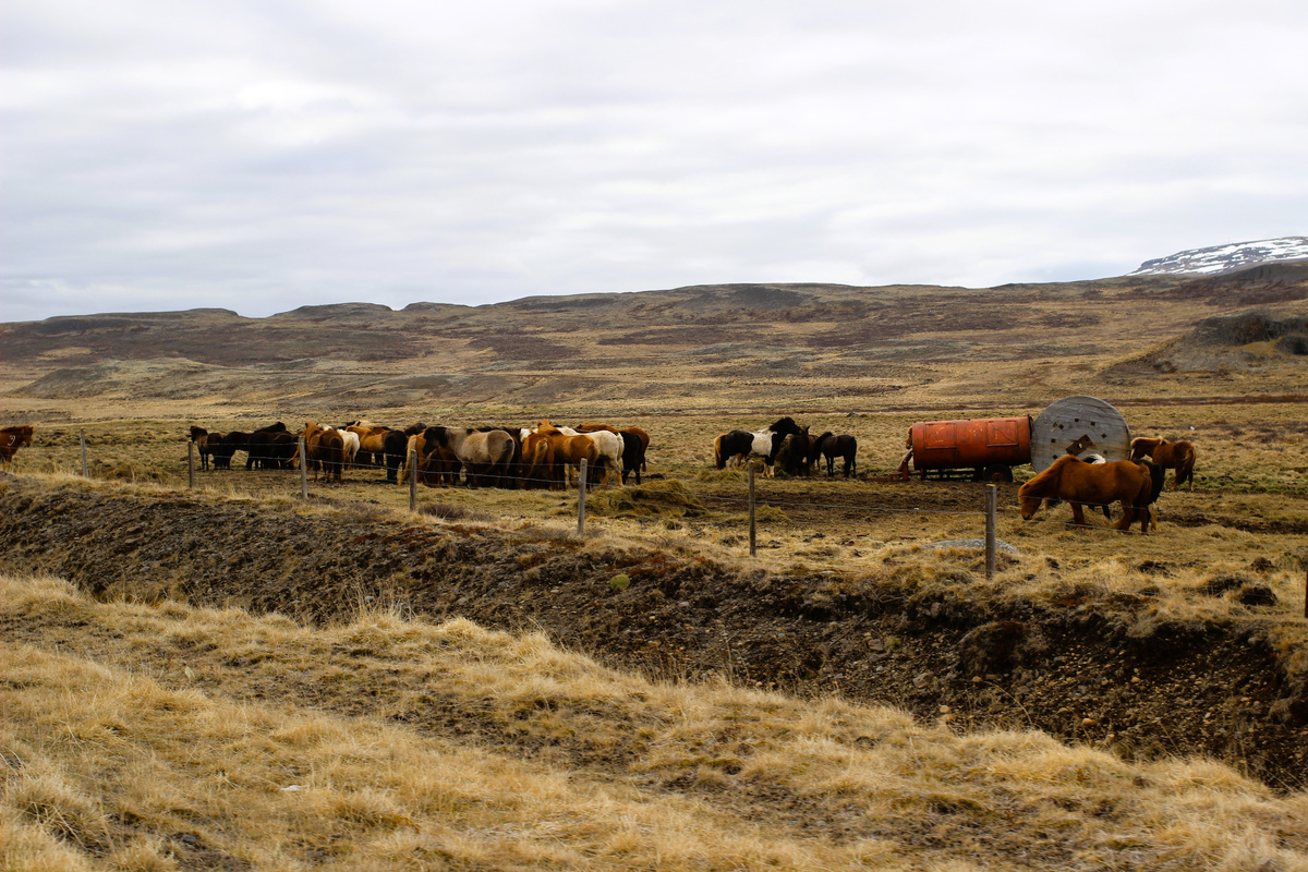 Исландские лошади