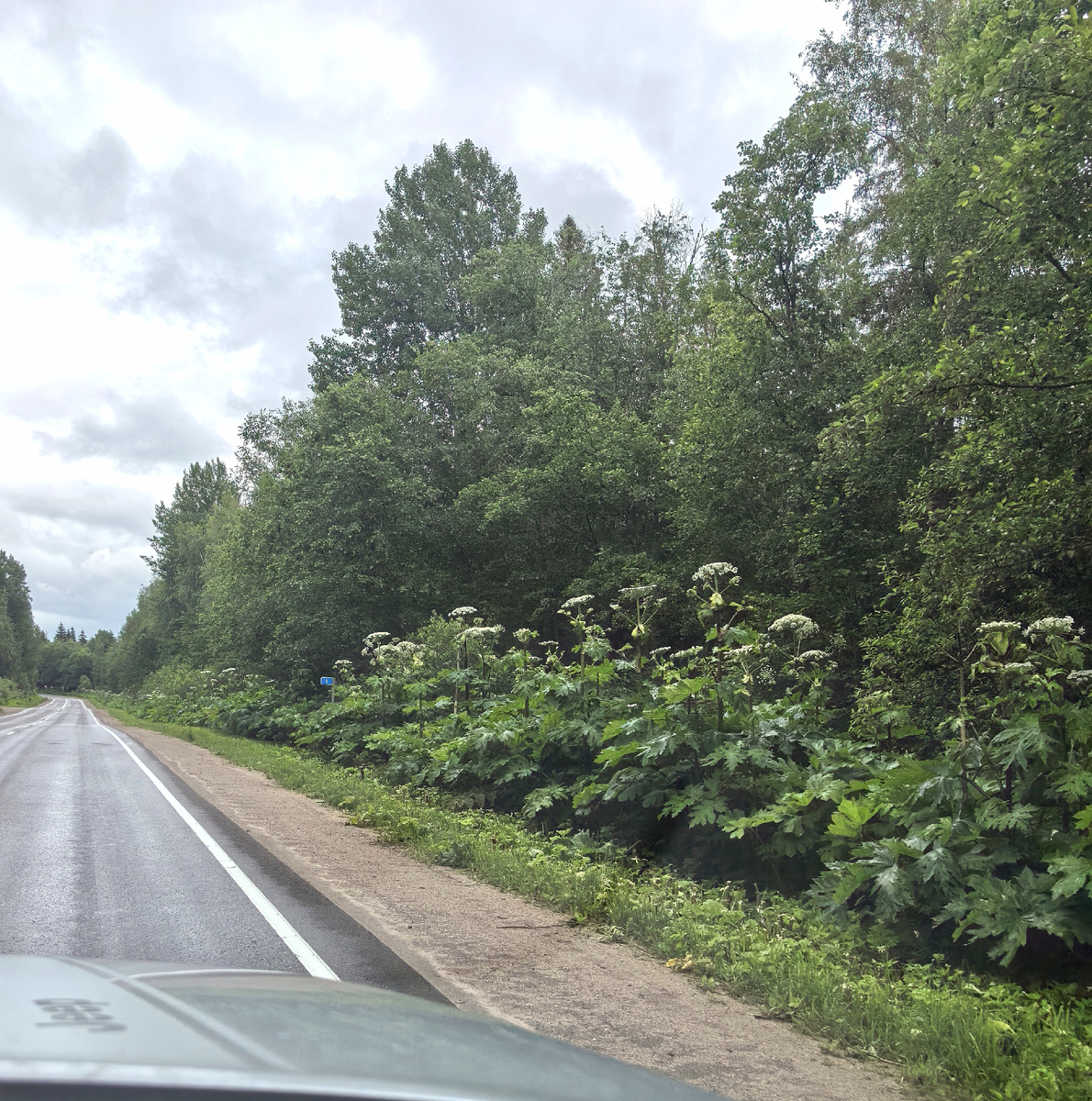 Ожоги от контакта с борщевиком представляют собой фотохимический дерматит. ☝️