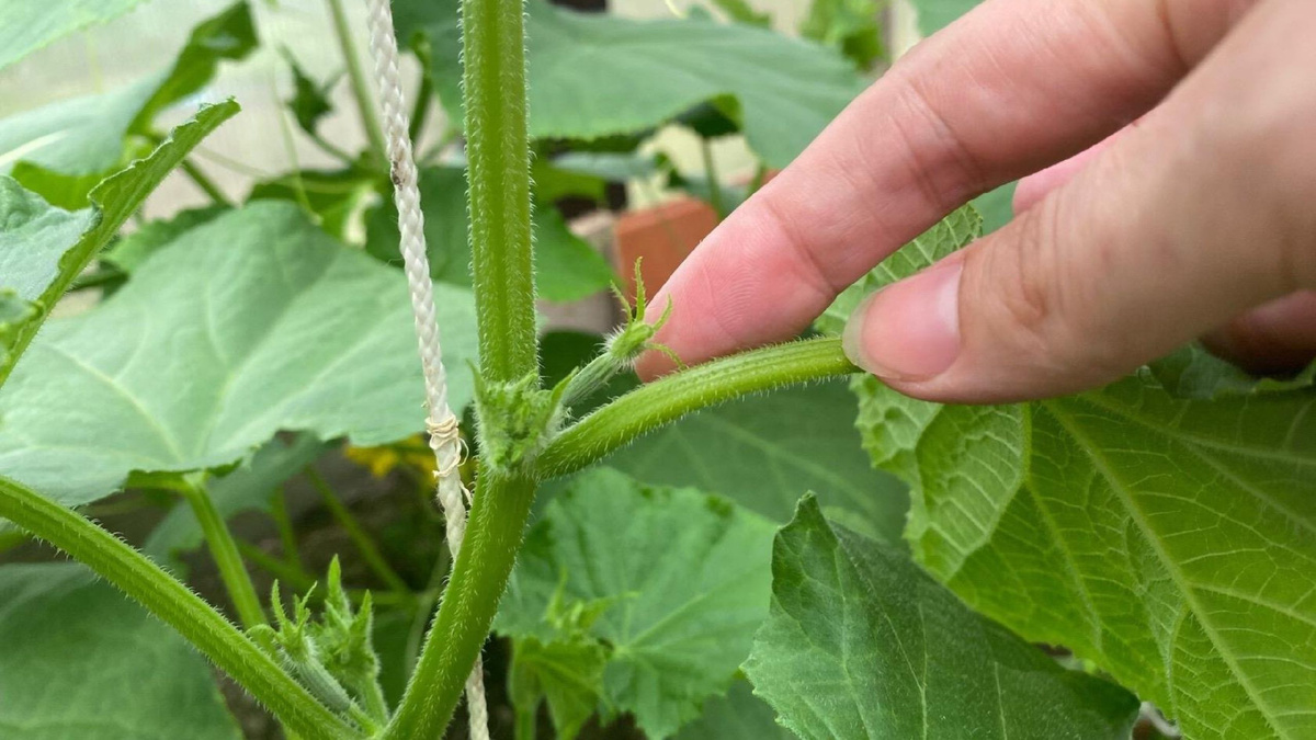 Яндекс картинки