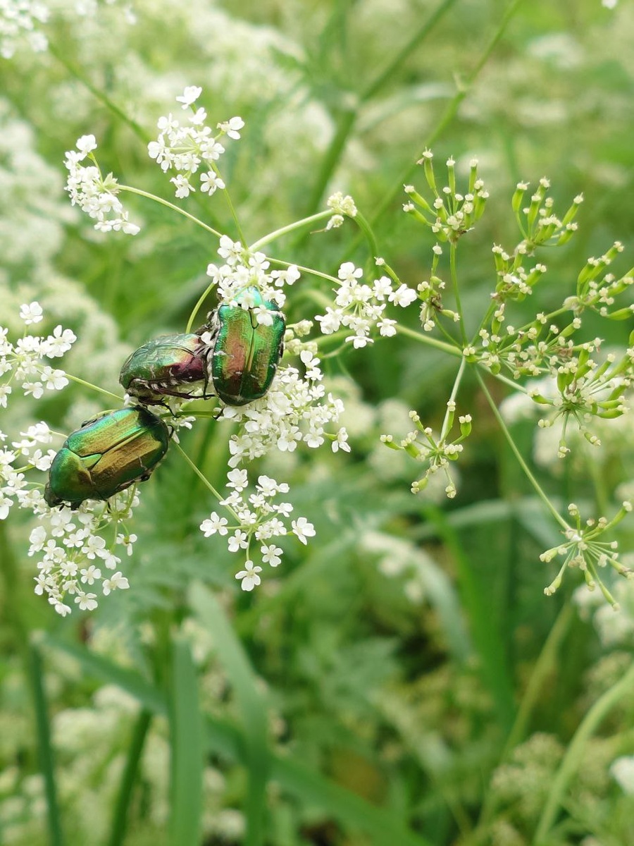 Бронзовки на купыре