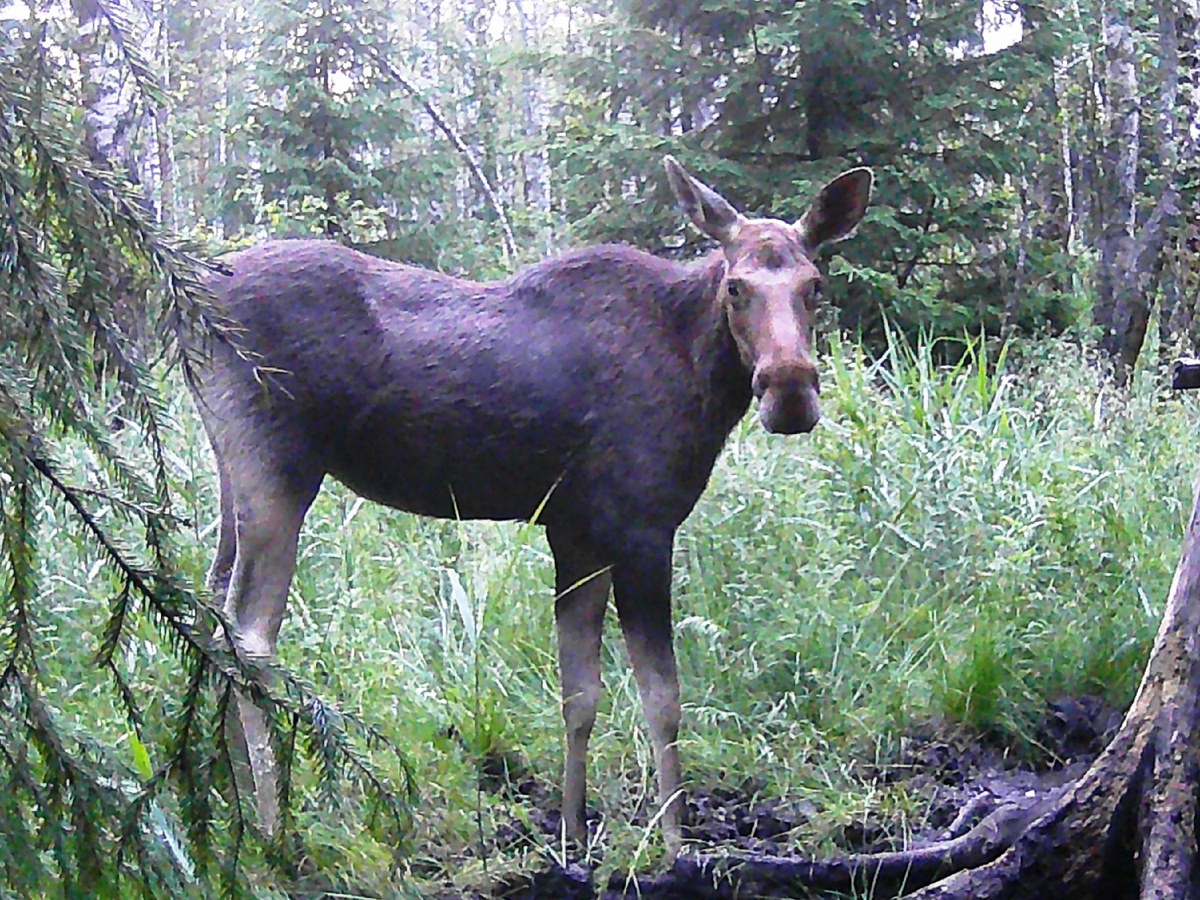 На фото видимо молодая лосиха.