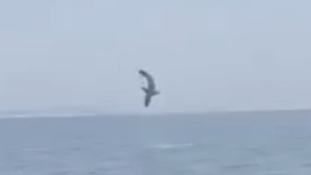 Стоп кадр из видео, на котором акула выпрыгивает из воды