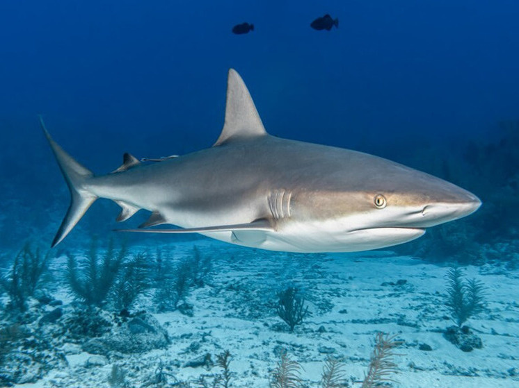Из свободного доступа