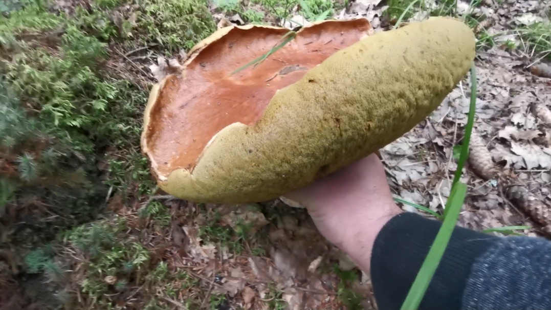 Королевский белый. 