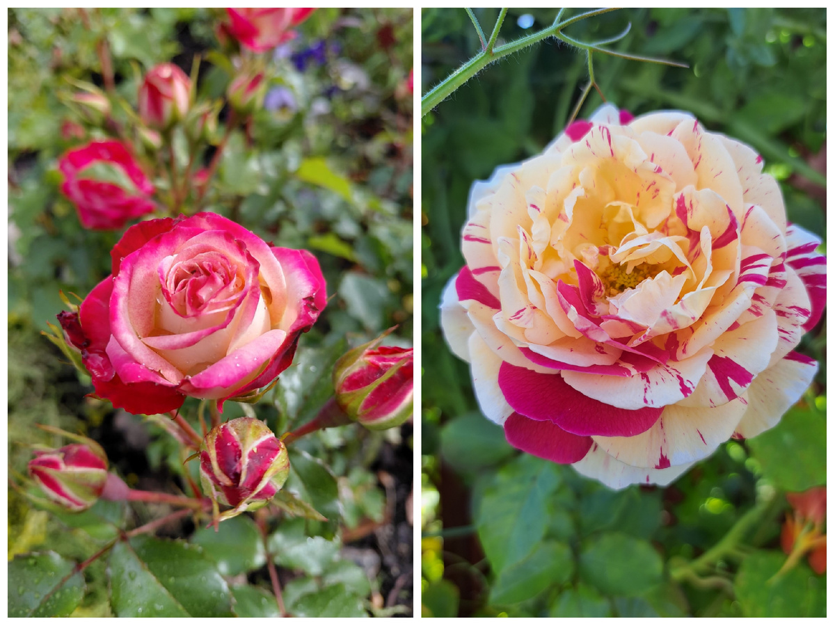 Роза Ванилла Фрейз и роза флорибунда