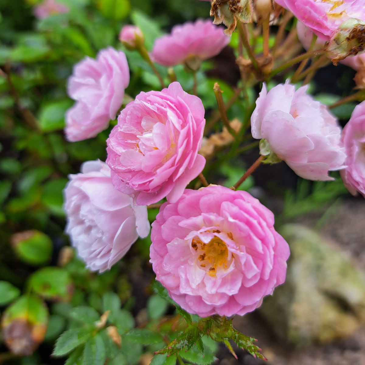 Полиантовая роза