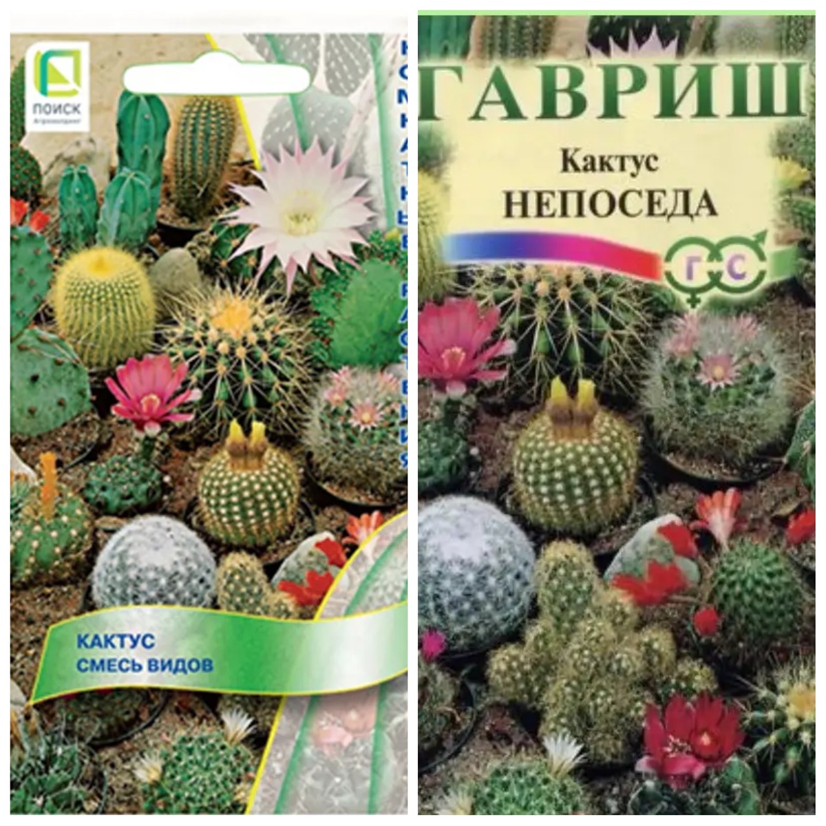 Семена кактусов