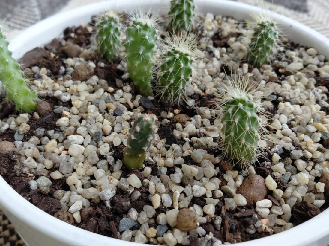 Как вырастить кактусы из семян