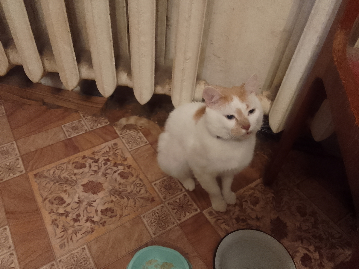 Это фотография Юрки. Но именно таким был котенок.