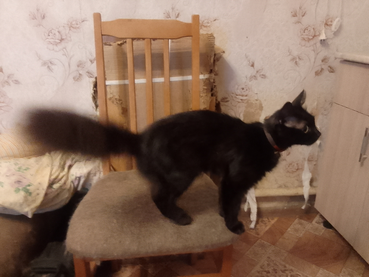 Это фотография Кайры. Таким стал котенок после печной трубы от сажи