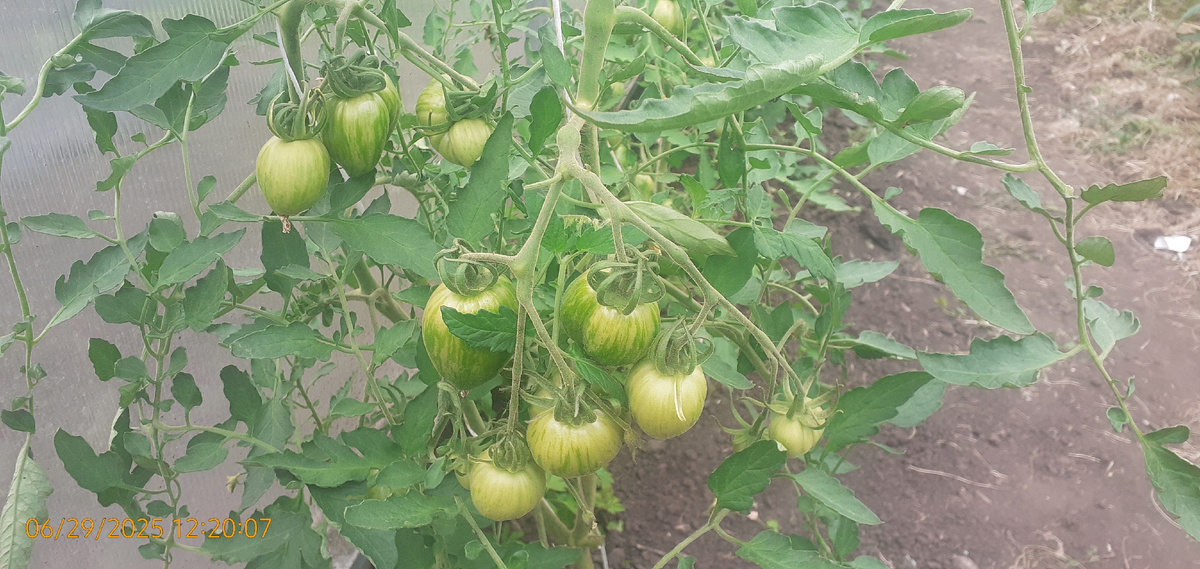 Рязанская обл, неотапливаемая теплица, сорт Дон Жуан, посев 15.03.2025