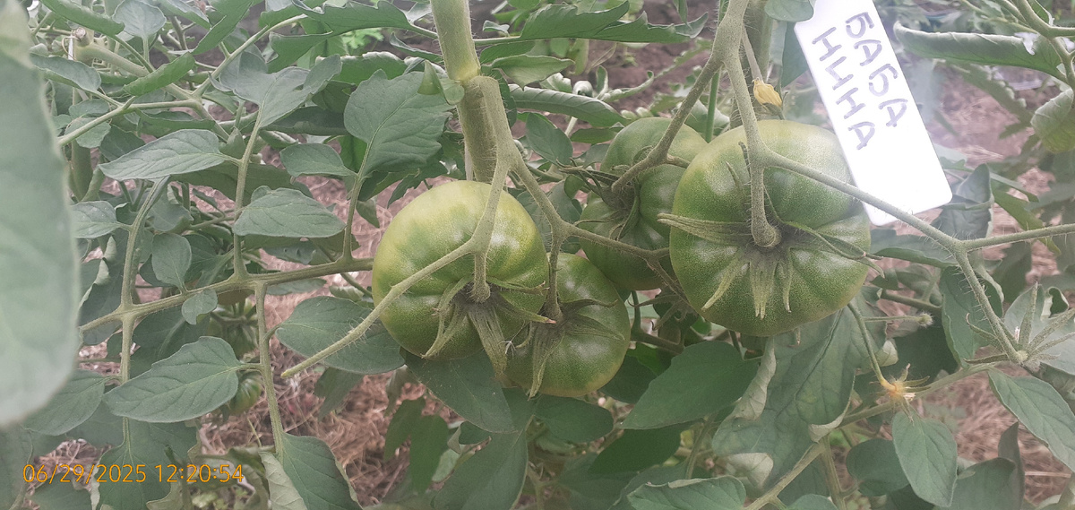 Рязанская обл, неотапливаемае теплица, сорт Баба Нина, посев 10.02.2025