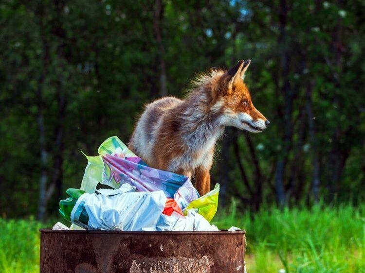 Фото взято из открытых источников