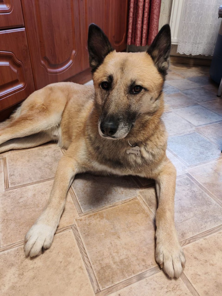 Не забыли меня? Я Лис!