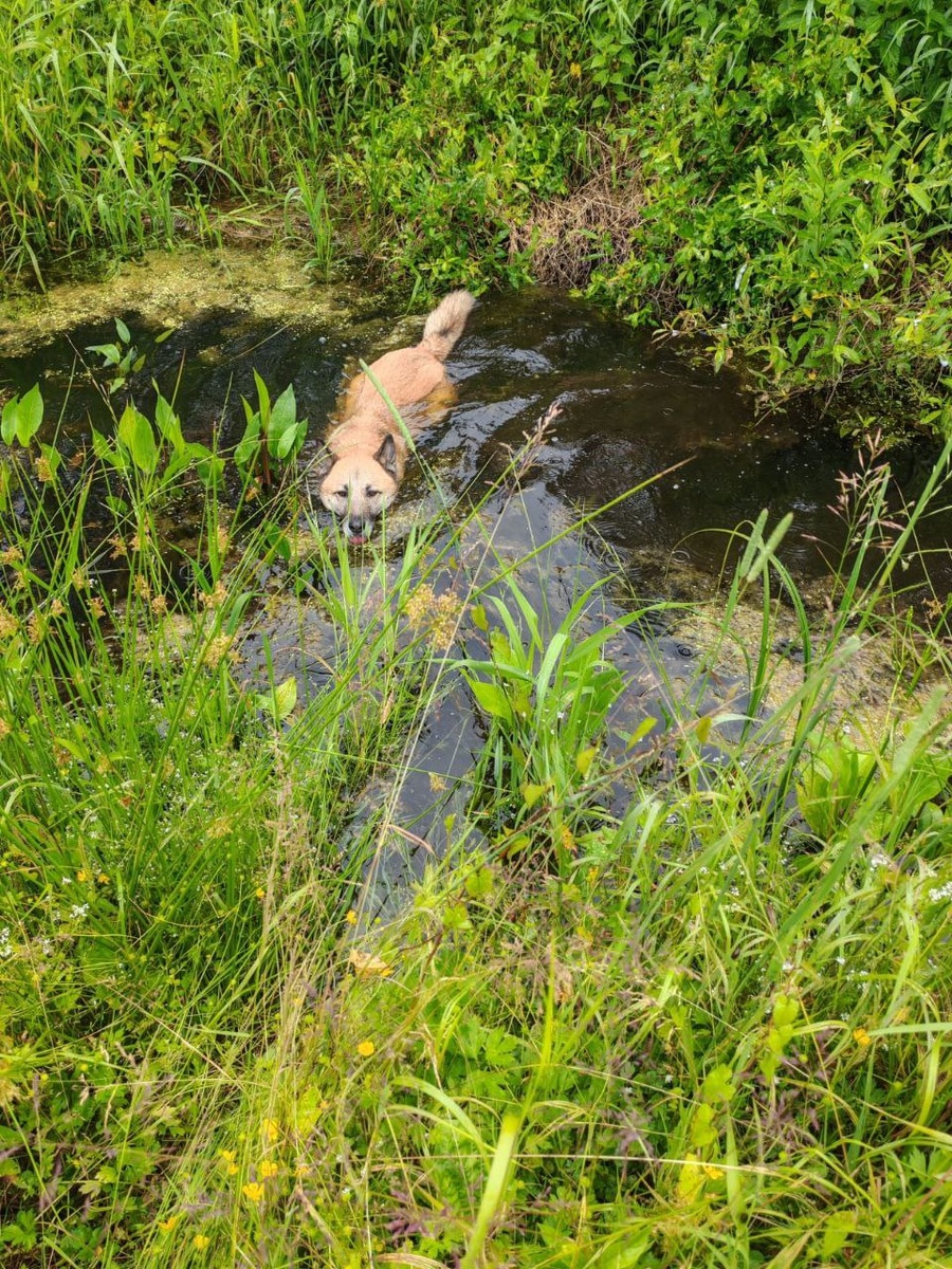 Пёс оказался водоплавающим
