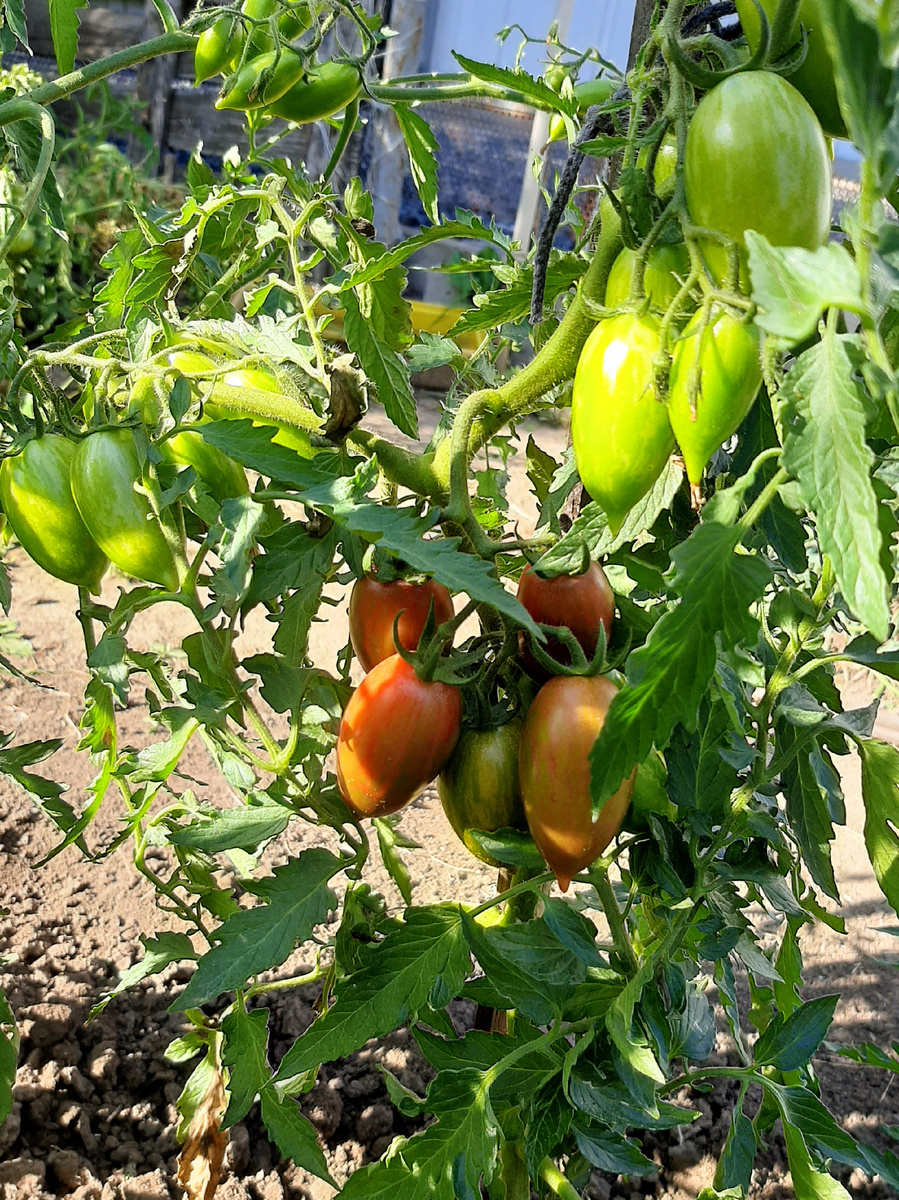 Коричневые, 27 июня 2025