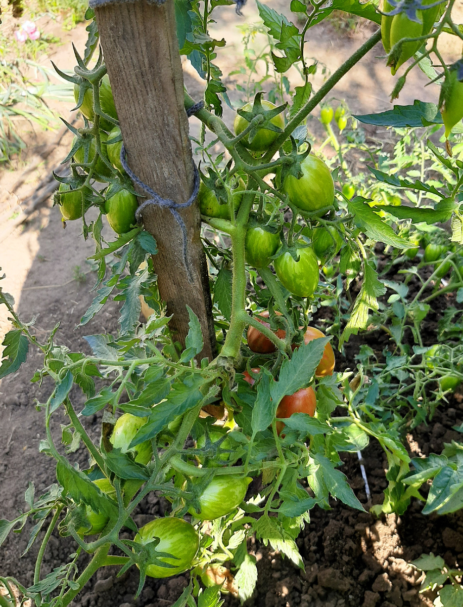 Сладкая сосулька, Леденец коричневый, Candy Sweet Icicle