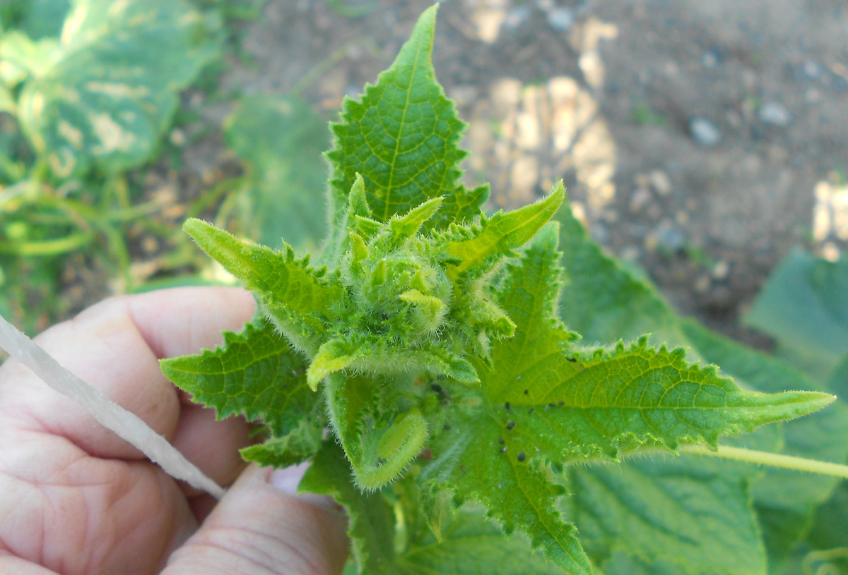 Тля бахчевая чёрная