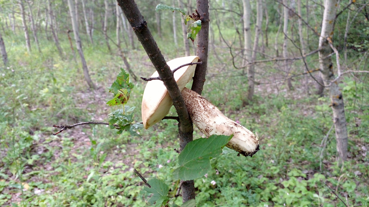 Так удобно было фотографировать гриб на телефон