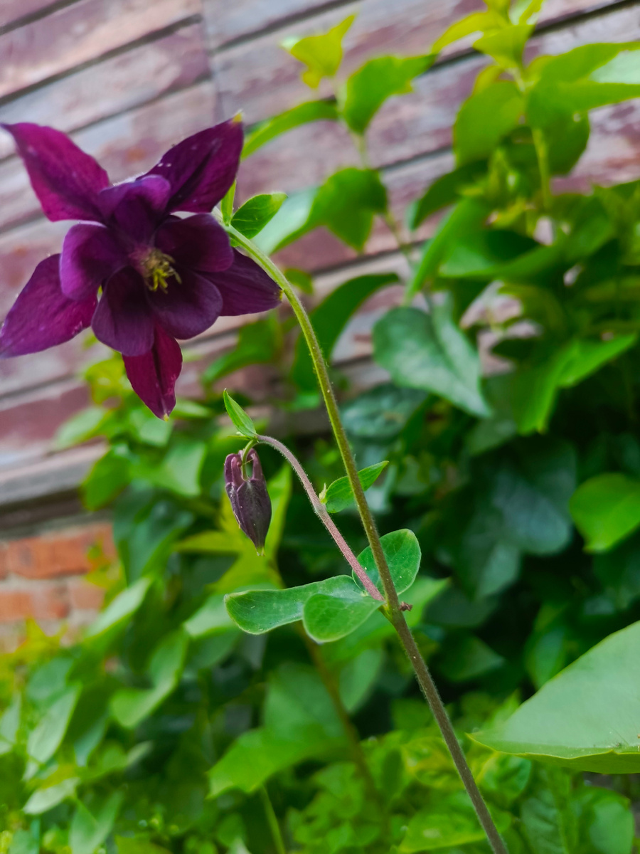 Цветочек с дачи 🏡