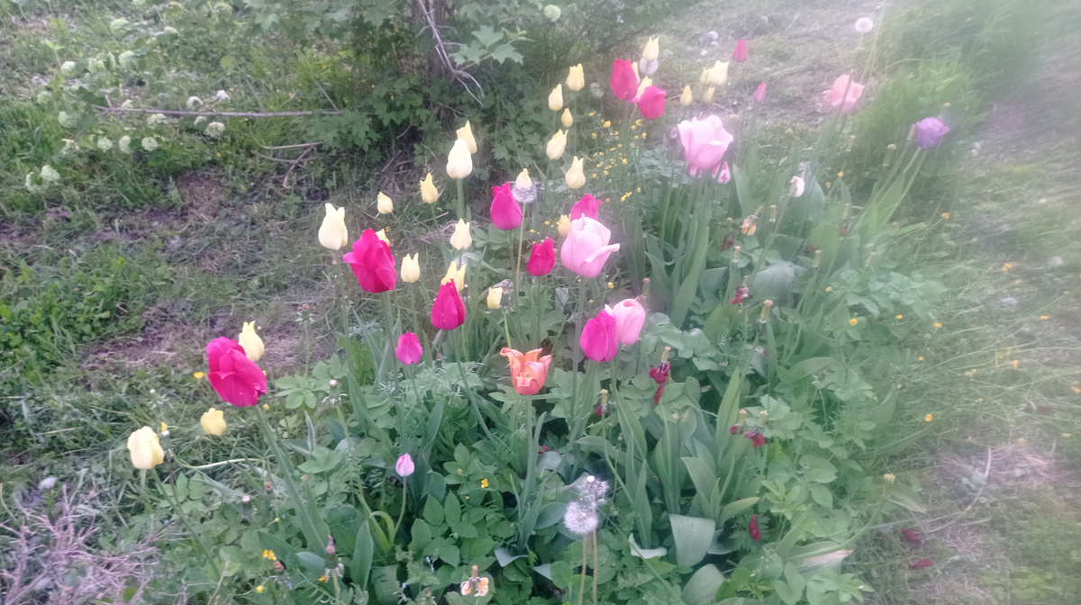 Вот так цвели мои  тюльпаны
