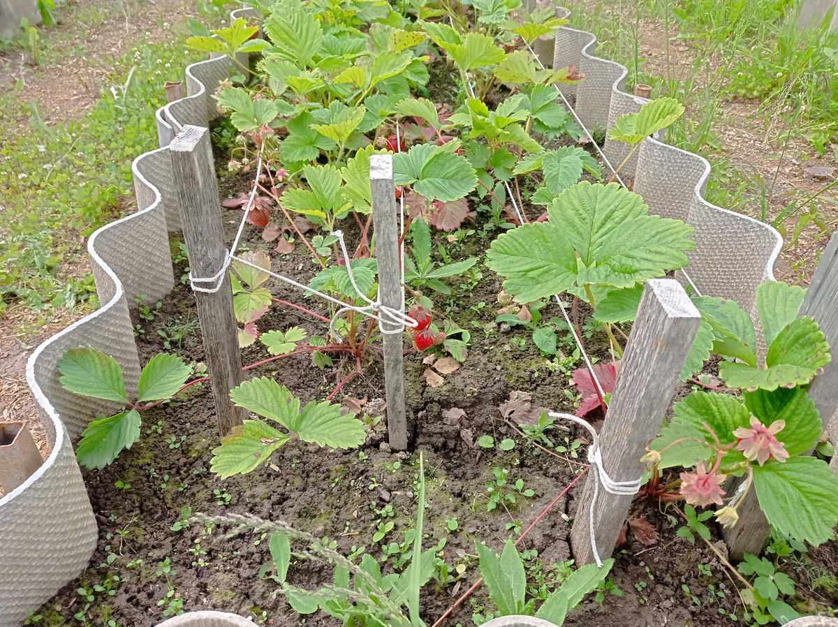 Злесь видно, что прополка клубнике не помешает
