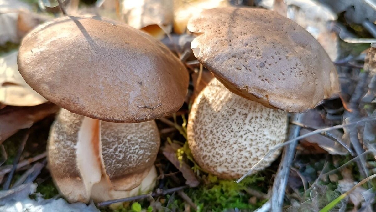     Источник: transsibinfo.com