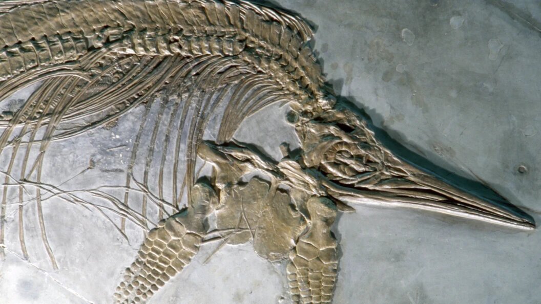    Andrei Kamenev/Globallookpress